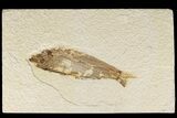 Bargain, 4.2" Fossil Fish (Knightia) - Wyoming - #186423-1